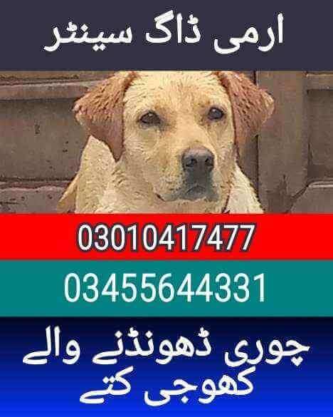 Army dog center 03455644331